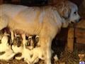 Great Pyrenees